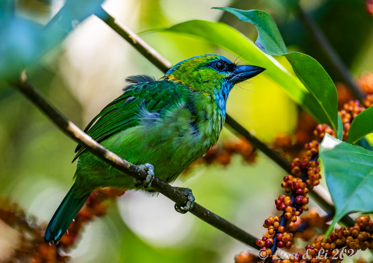 Golden-naped Barbet - ML620632744