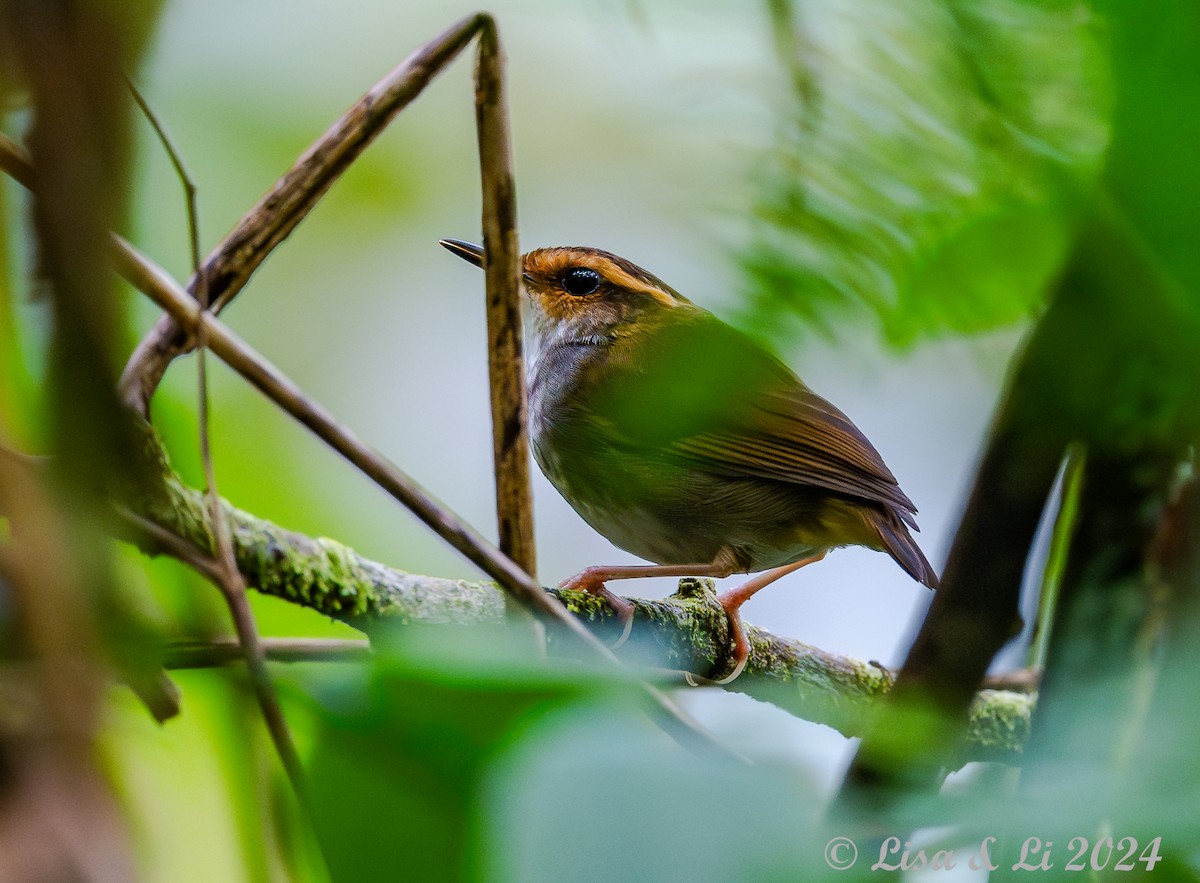 Bornean Stubtail - ML620632748