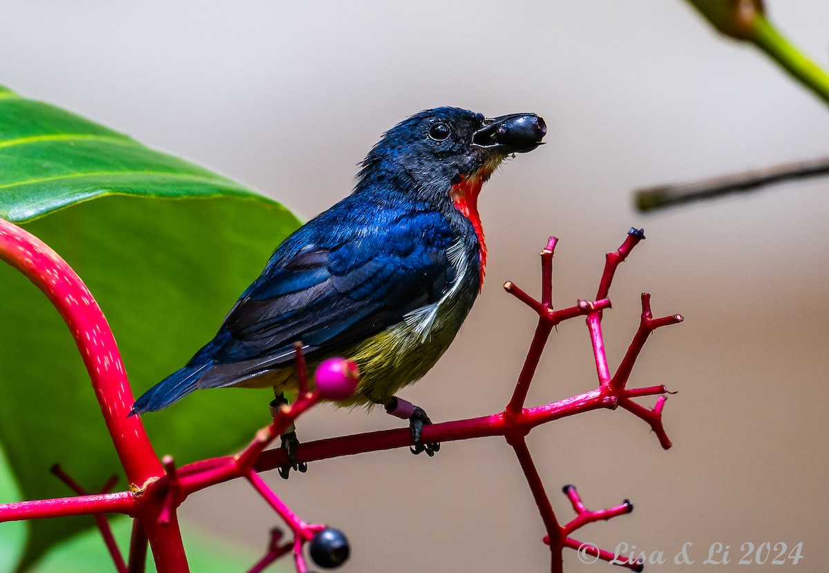 Black-sided Flowerpecker - ML620632755