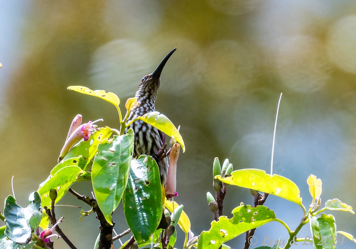 Whitehead's Spiderhunter - ML620632758