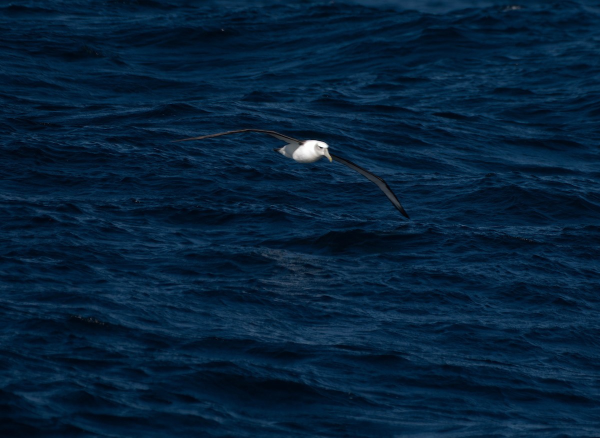 Black-browed Albatross - ML620632764