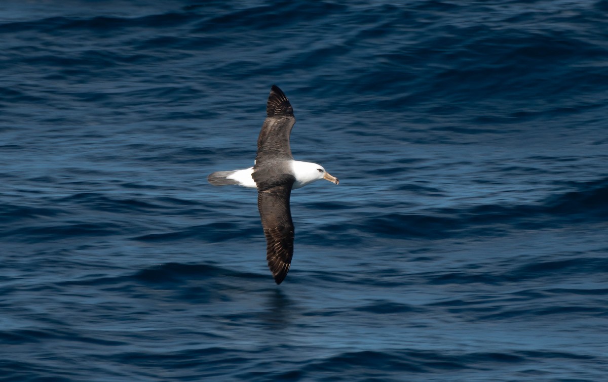 svartbrynalbatross - ML620632765