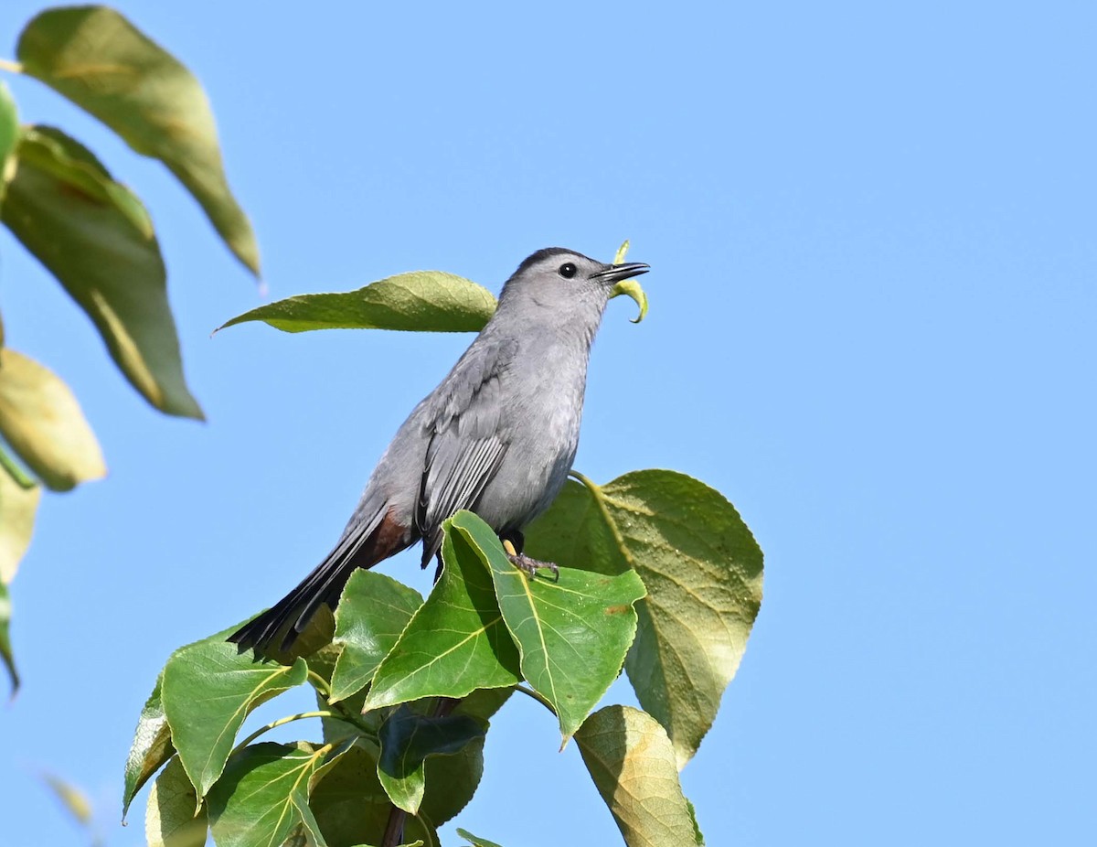 Gray Catbird - Kathy Marche