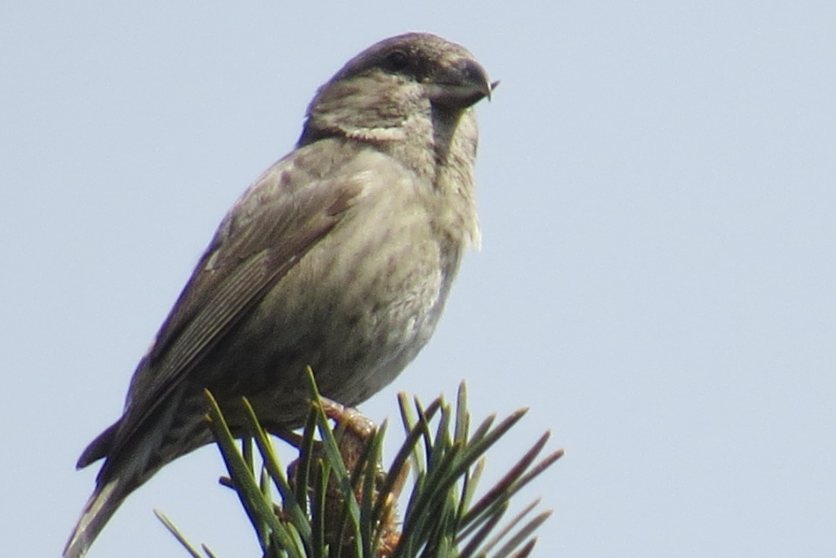 Red Crossbill - ML620632784