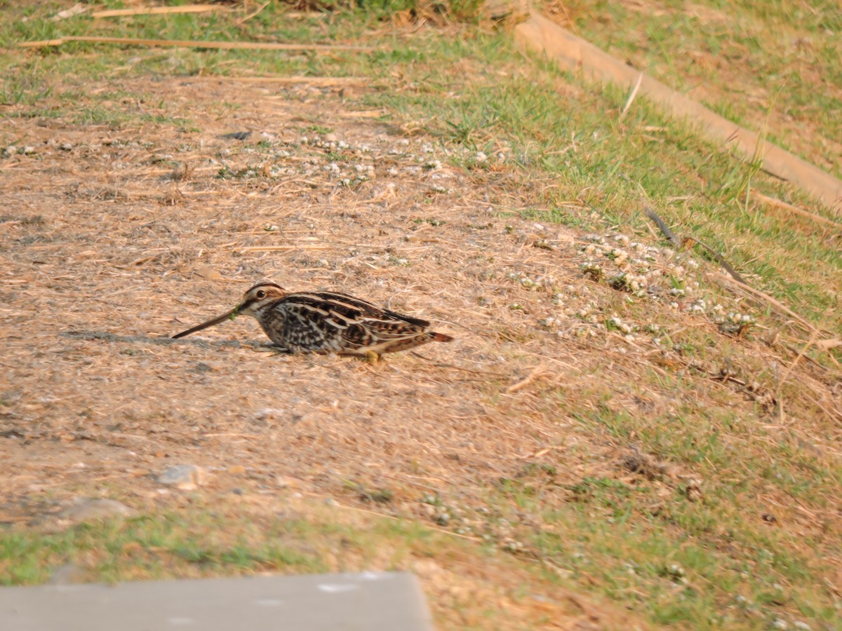 Pin-tailed Snipe - ML620632785