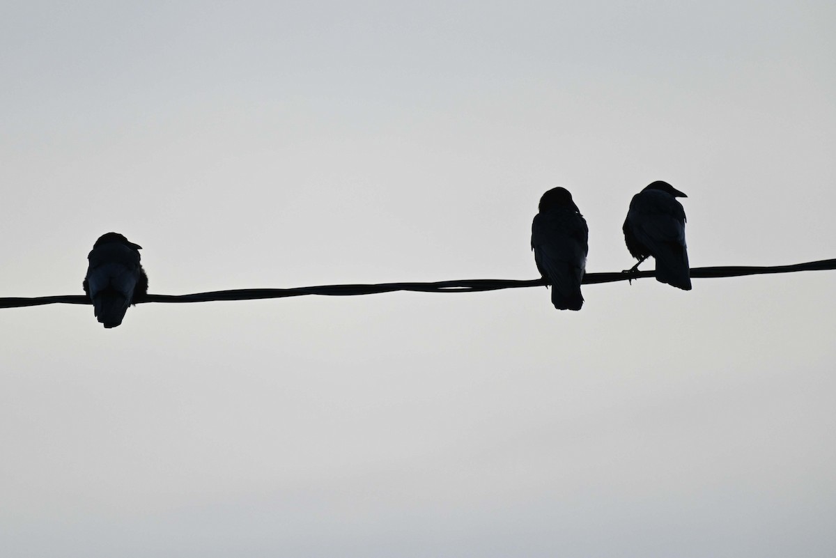 American Crow - ML620632786