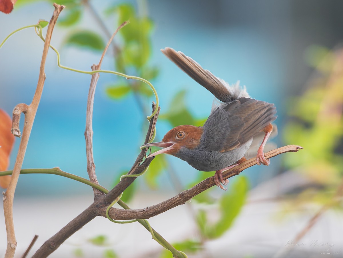 Ashy Tailorbird - ML620632788