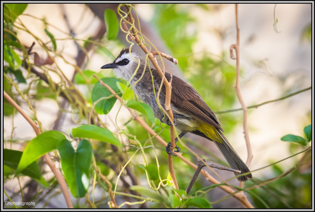 Yellow-vented Bulbul - ML620632789