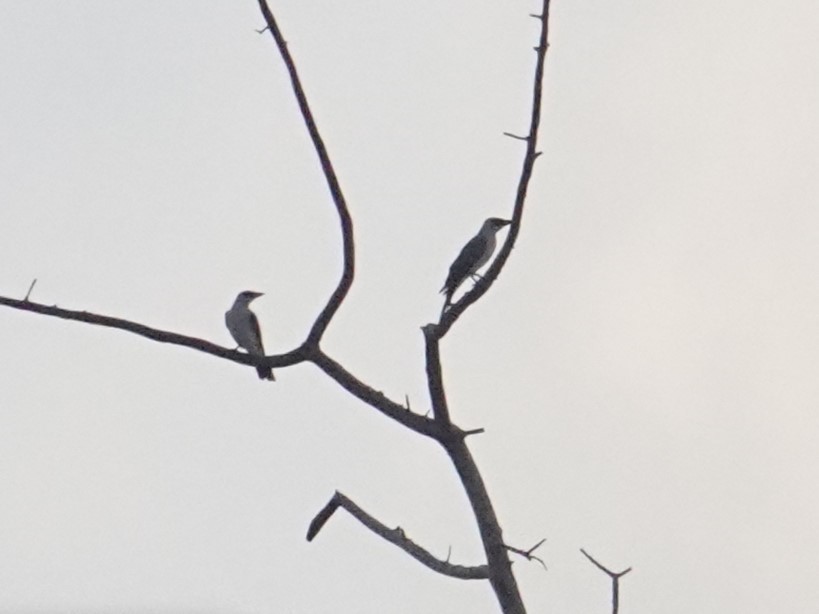 Manus Cuckooshrike - ML620632790