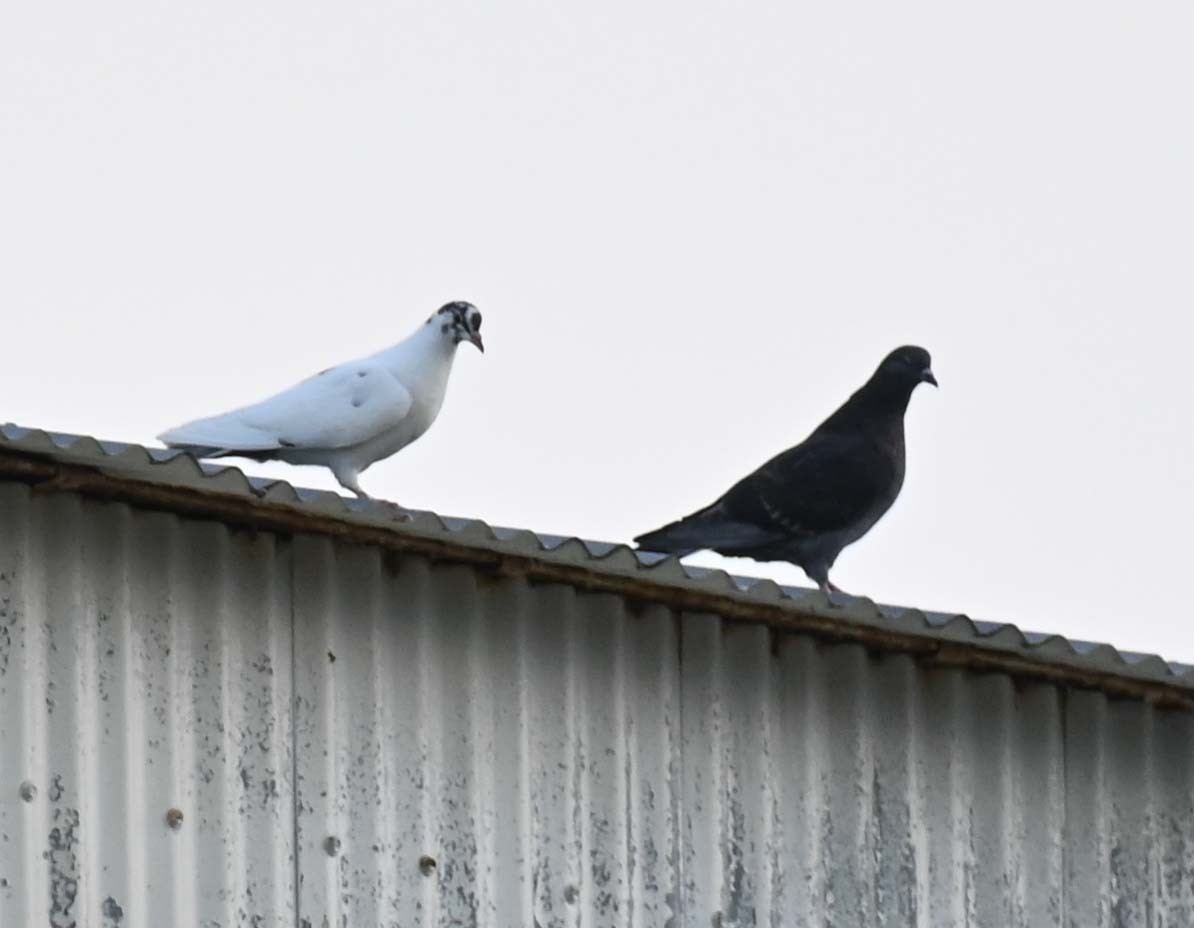 Rock Pigeon (Feral Pigeon) - ML620632791