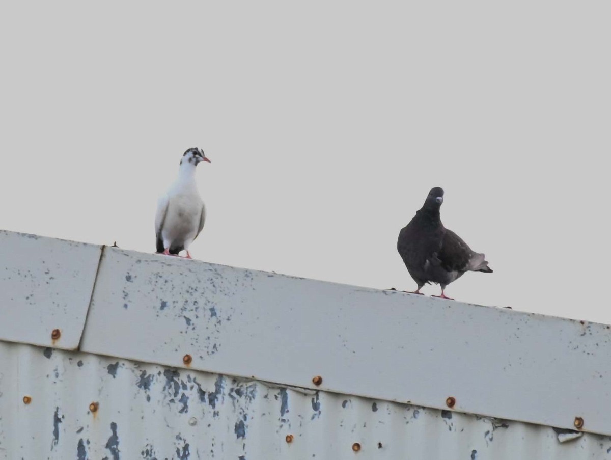 Rock Pigeon (Feral Pigeon) - ML620632792