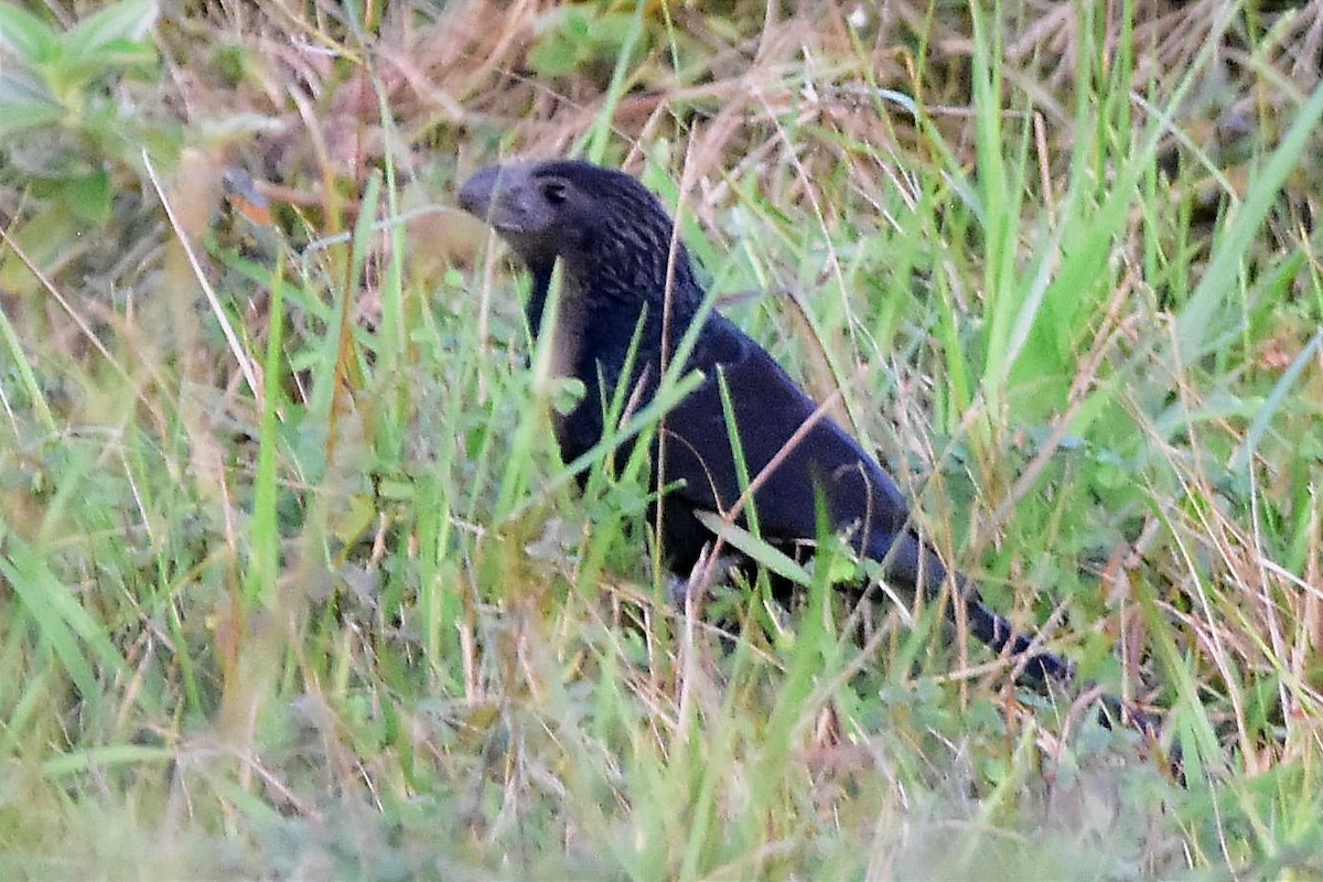 Smooth-billed Ani - ML620632793