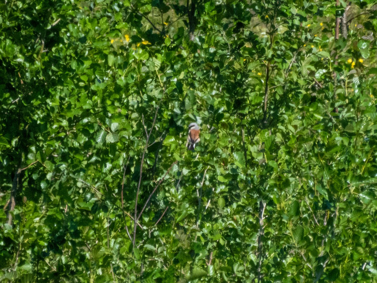 Alcaudón Dorsirrojo - ML620632795