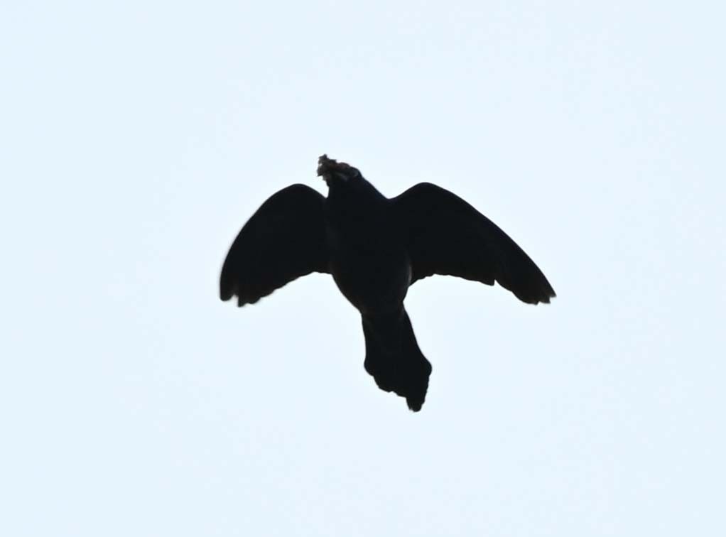 Common Raven - ML620632803