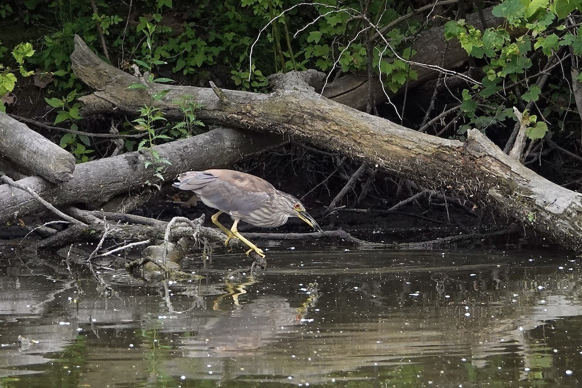 Black-crowned Night Heron - ML620632808