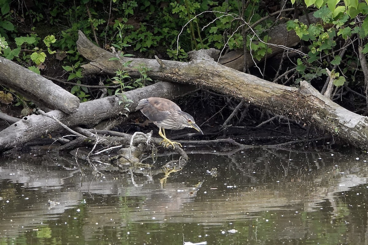 Black-crowned Night Heron - ML620632809