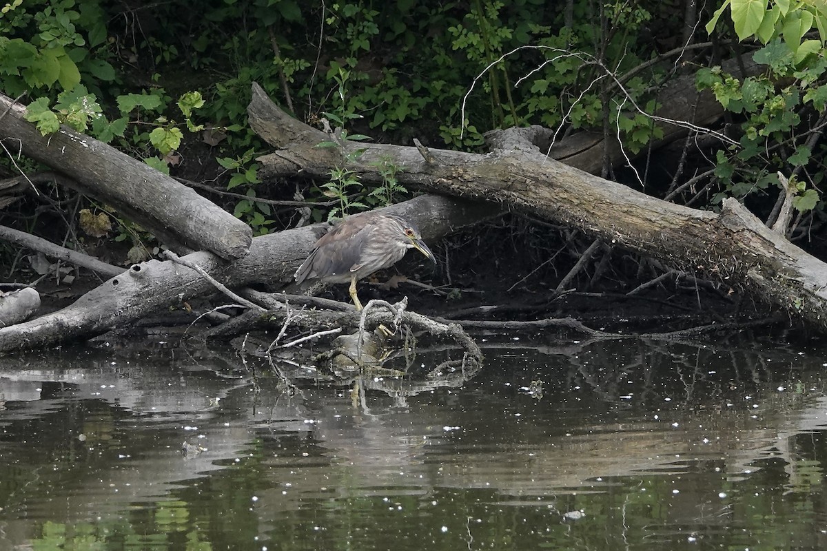 Black-crowned Night Heron - ML620632810