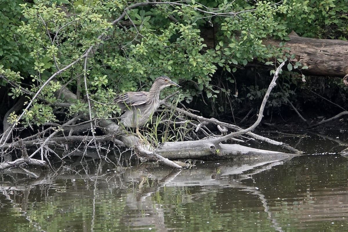 Black-crowned Night Heron - ML620632814