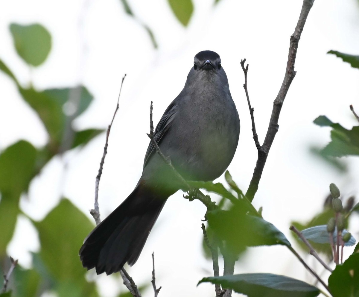 Gray Catbird - ML620632818