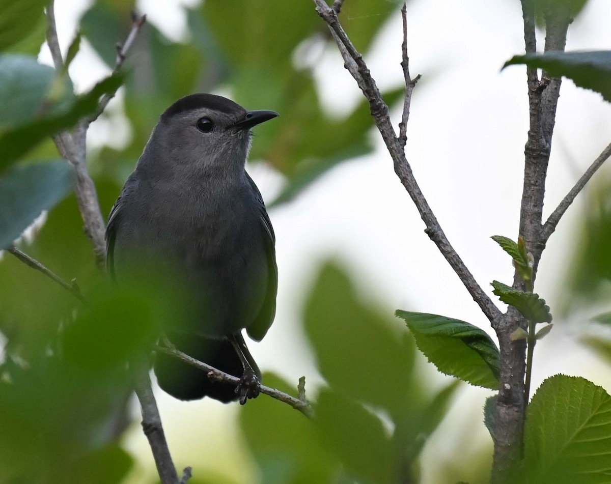 Gray Catbird - ML620632820