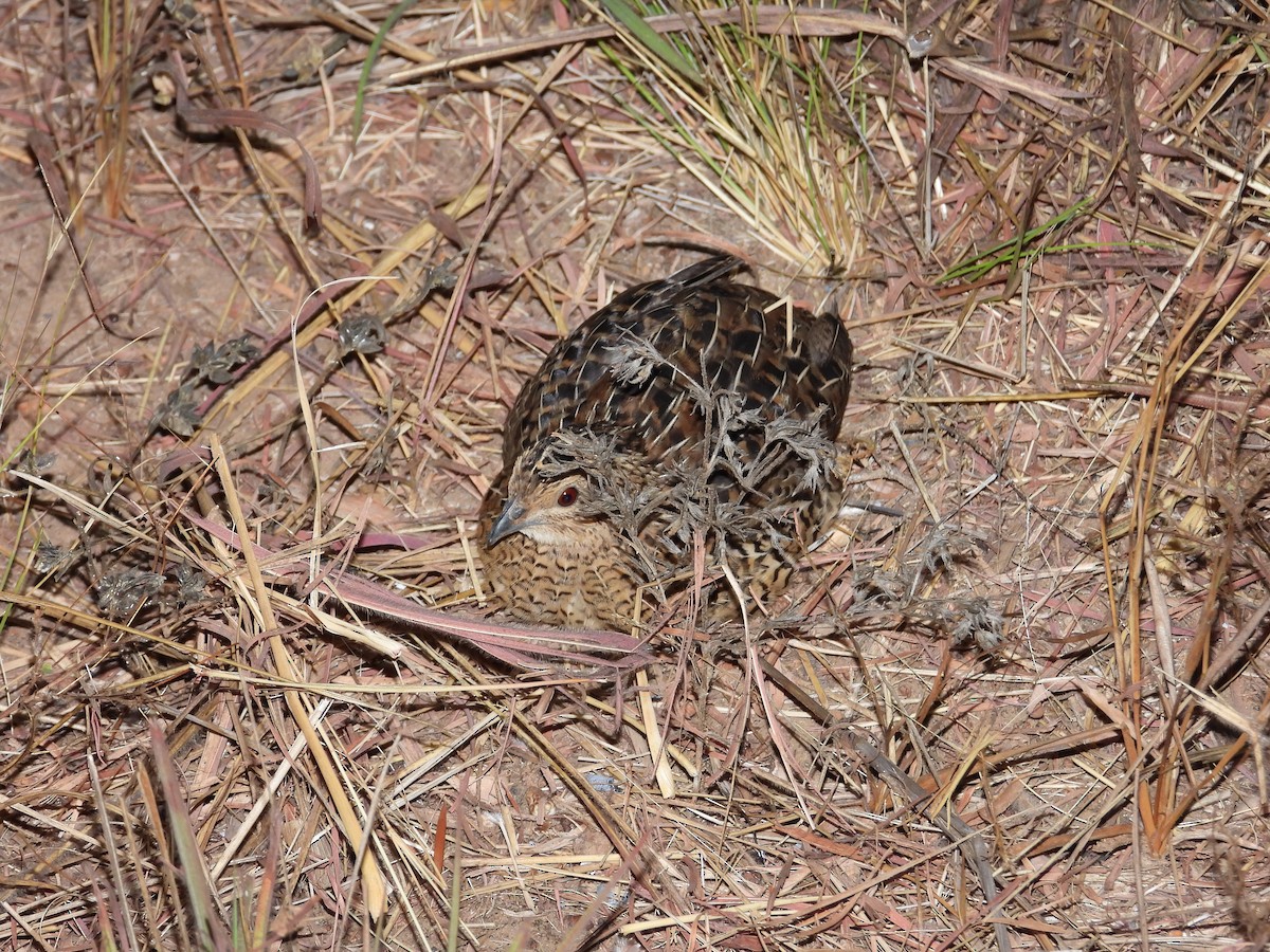 Brown Quail - ML620632826