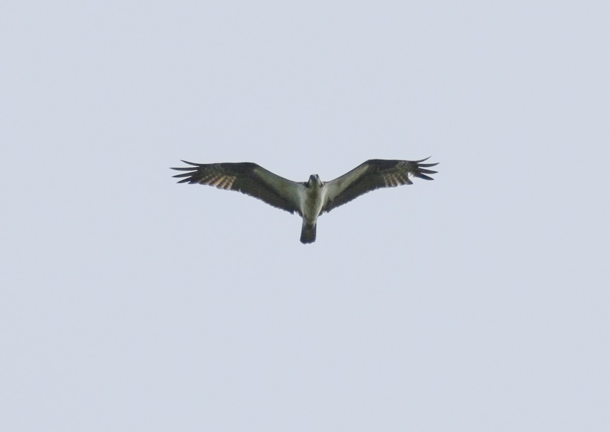 Águila Pescadora - ML620632838