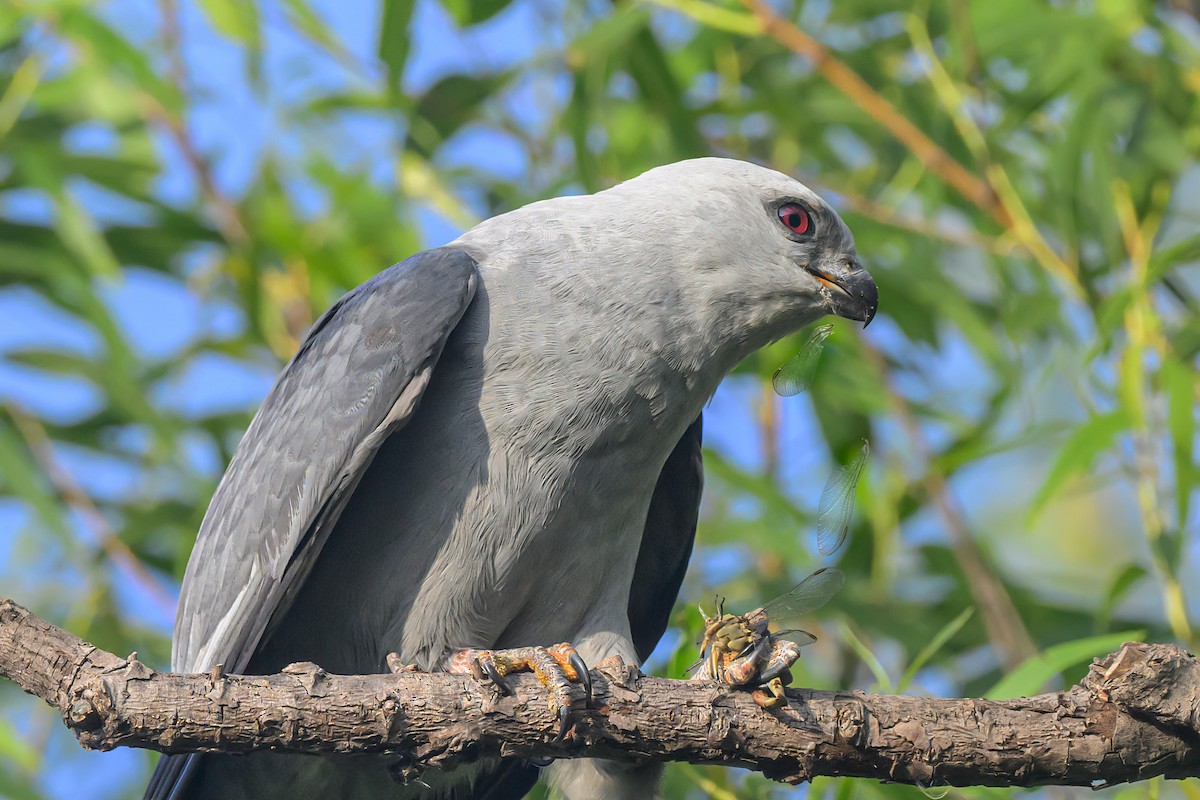 Mississippi Kite - ML620632839