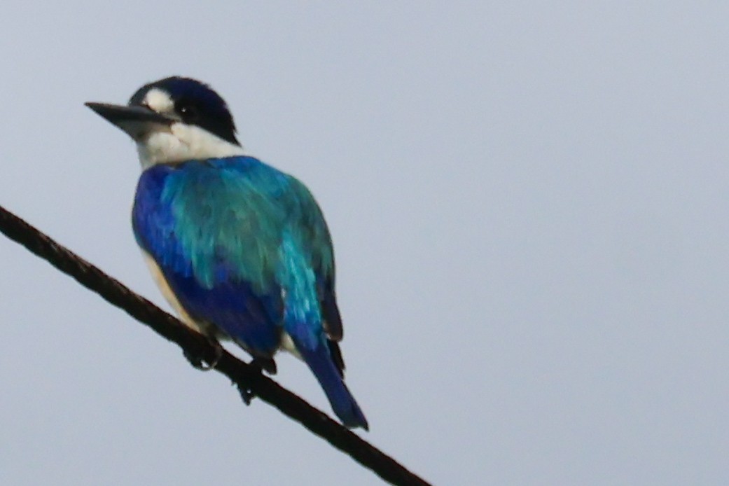 Forest Kingfisher - ML620632841