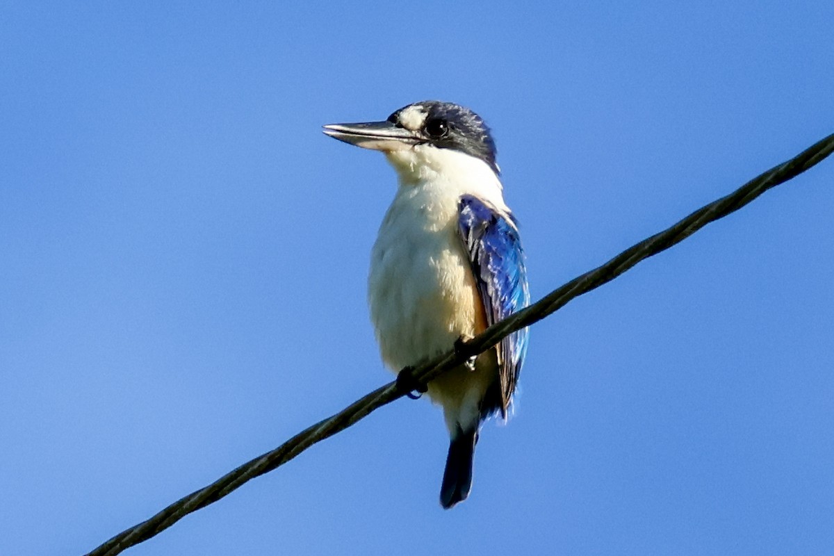 Forest Kingfisher - ML620632842