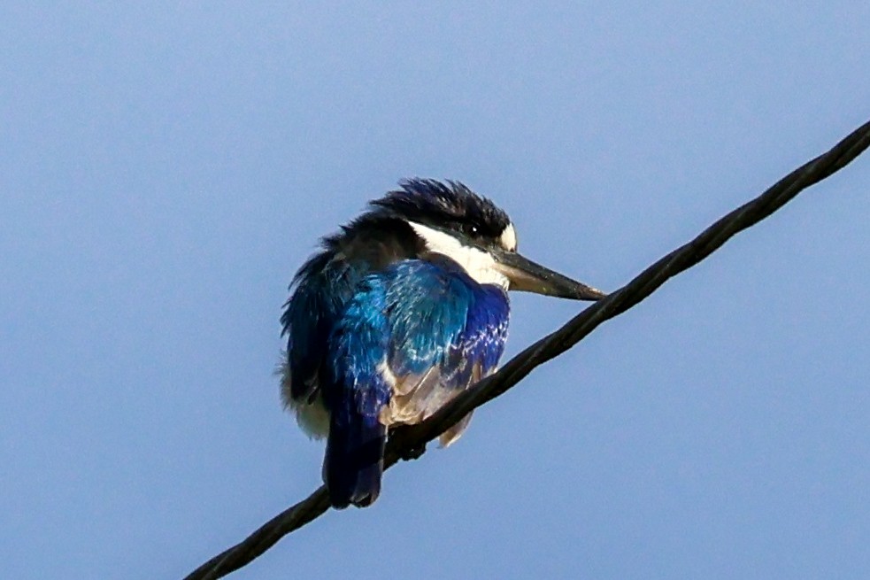 Forest Kingfisher - ML620632843