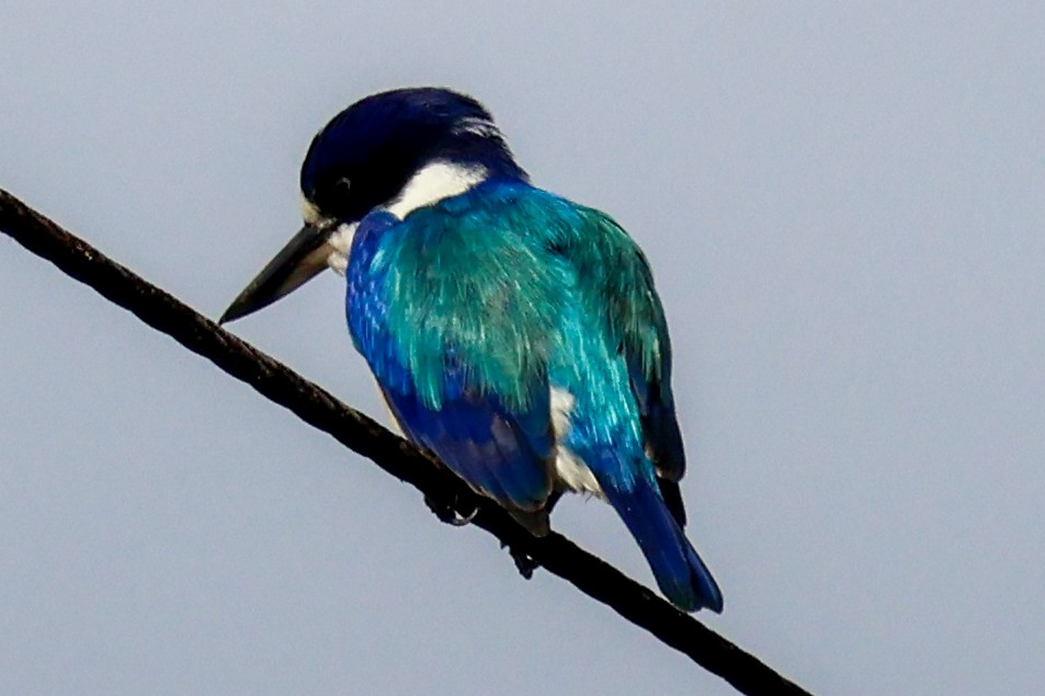 Forest Kingfisher - ML620632844