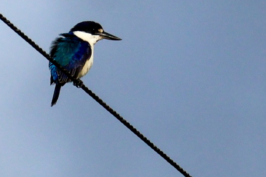 Forest Kingfisher - ML620632845