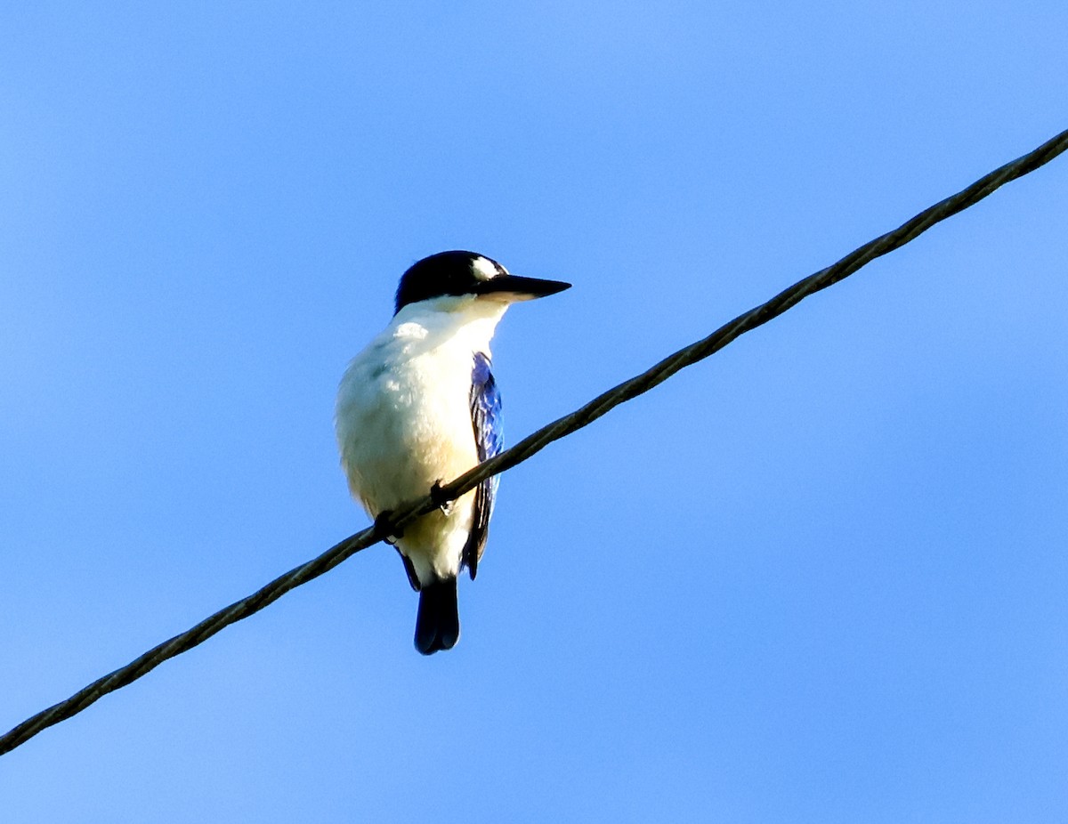 Forest Kingfisher - ML620632846
