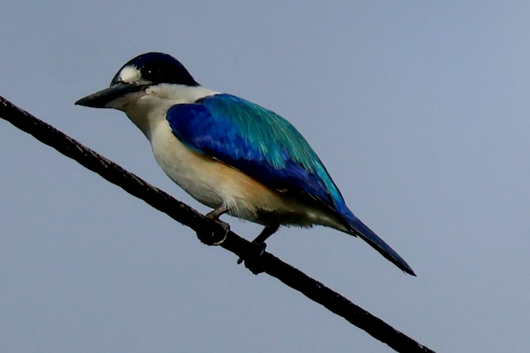 Forest Kingfisher - ML620632847