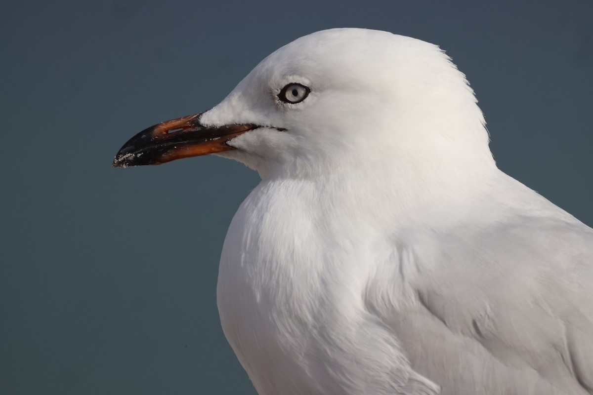 Gaviota Plateada - ML620632848