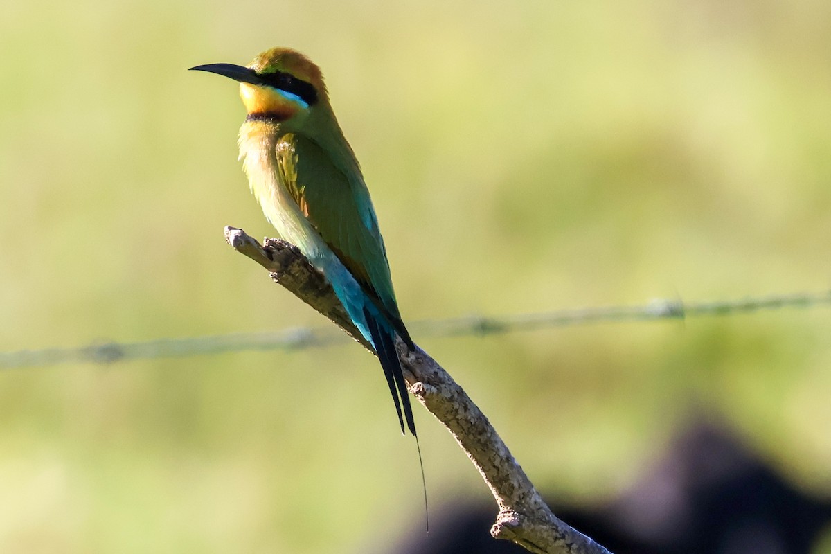 Rainbow Bee-eater - ML620632852