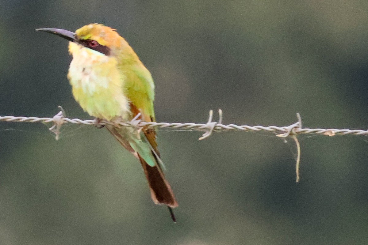 Rainbow Bee-eater - ML620632853