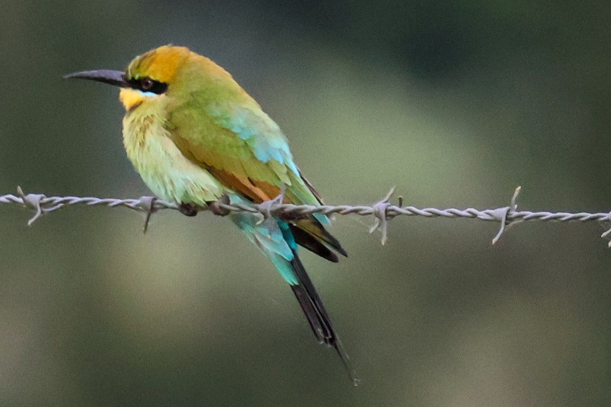 Rainbow Bee-eater - ML620632854