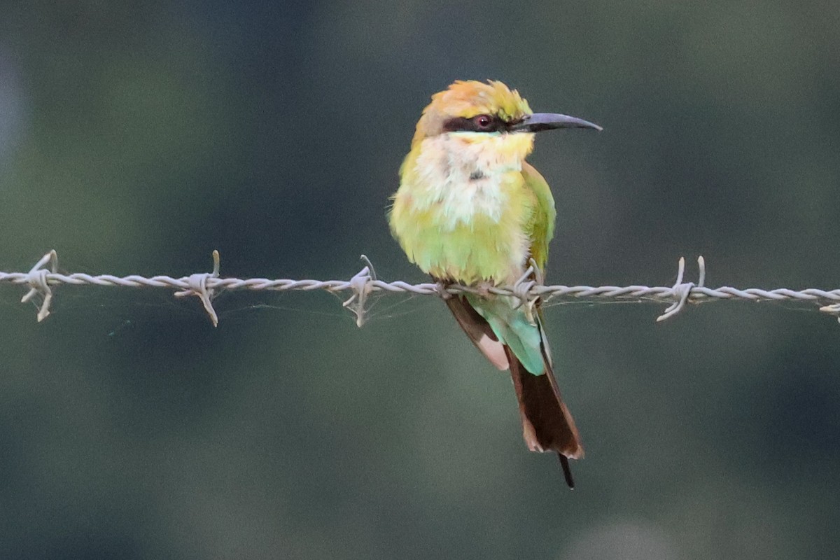 Rainbow Bee-eater - ML620632856