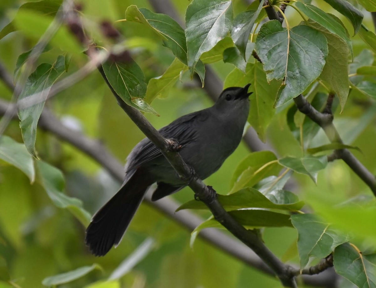 Pájaro Gato Gris - ML620632858