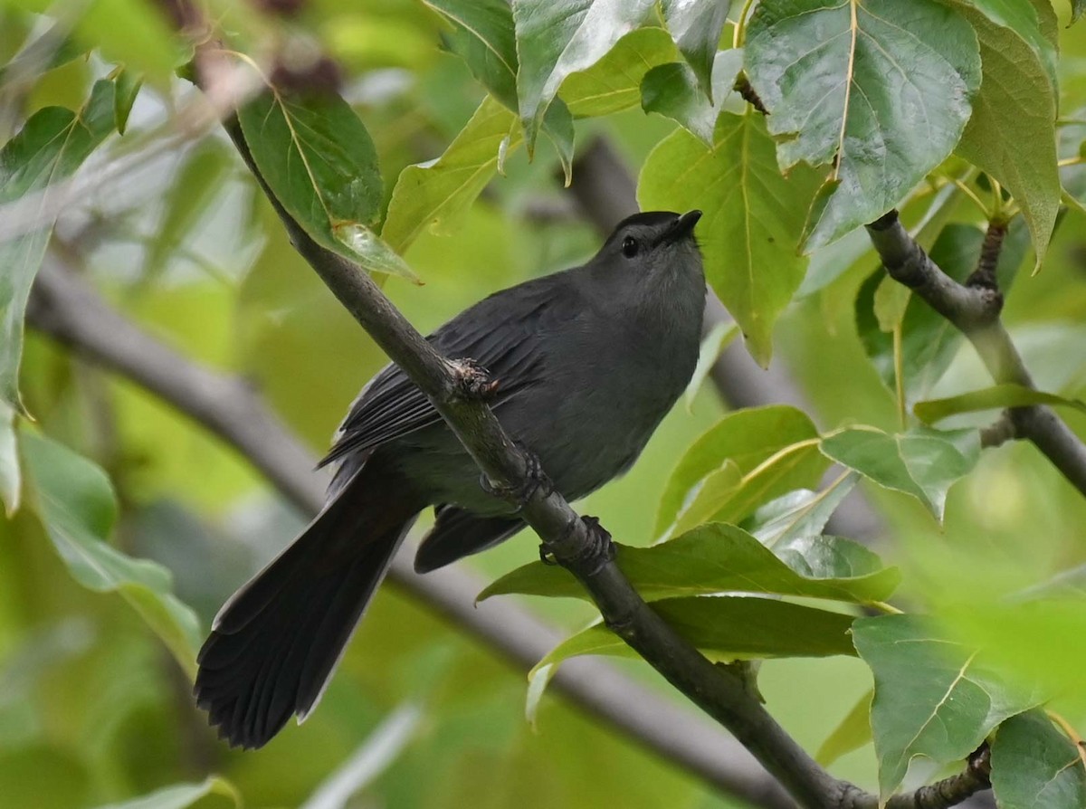 Gray Catbird - ML620632859