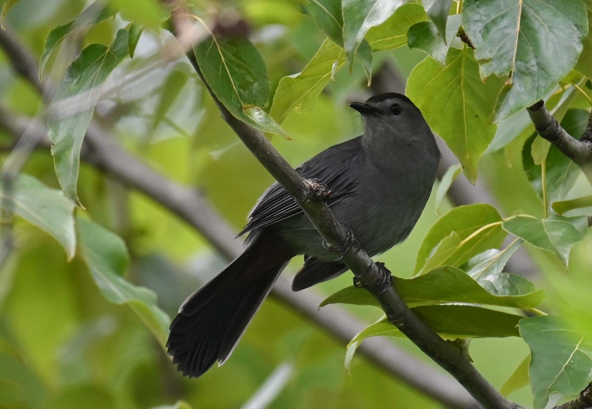 Gray Catbird - ML620632860