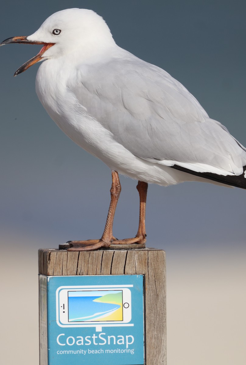 Gaviota Plateada - ML620632864