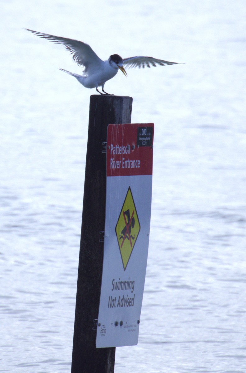 Great Crested Tern - ML620632865