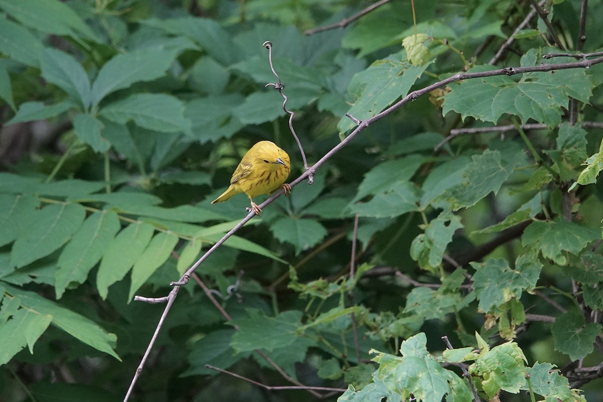 Yellow Warbler - ML620632868