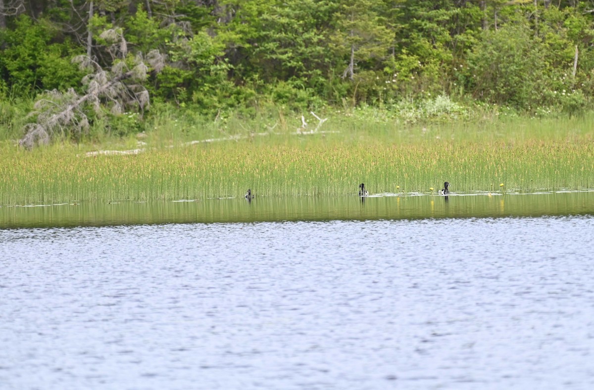 Ring-necked Duck - ML620632872