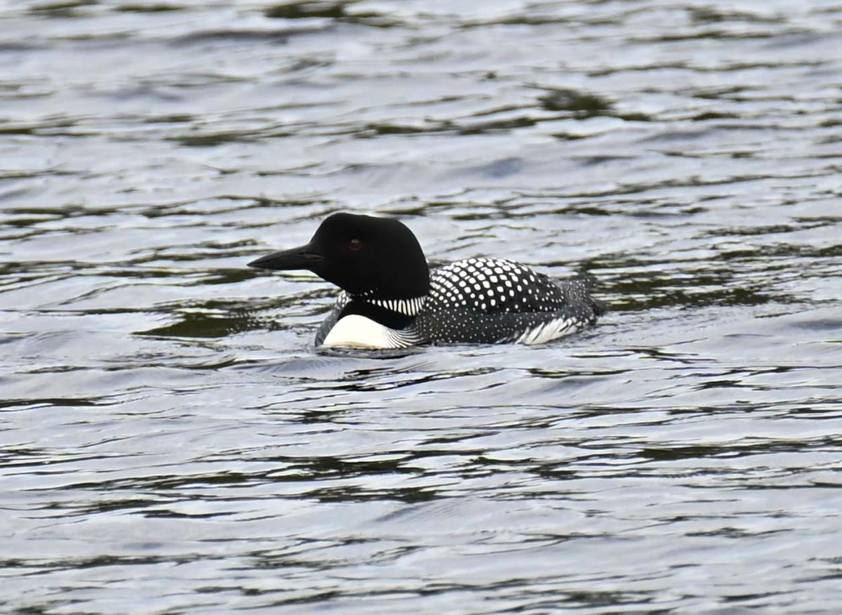 Common Loon - ML620632877