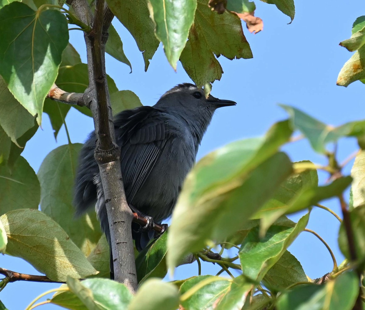 Pájaro Gato Gris - ML620632879