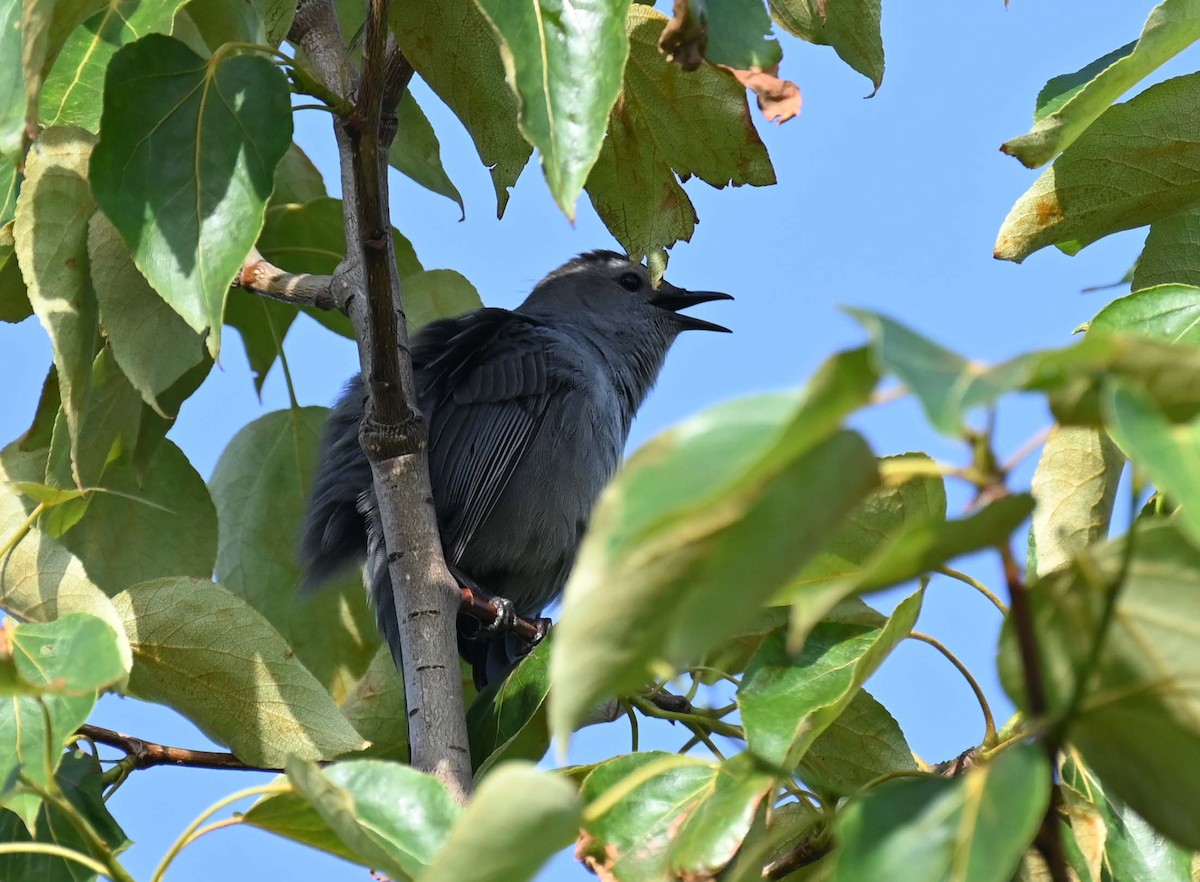 Pájaro Gato Gris - ML620632881