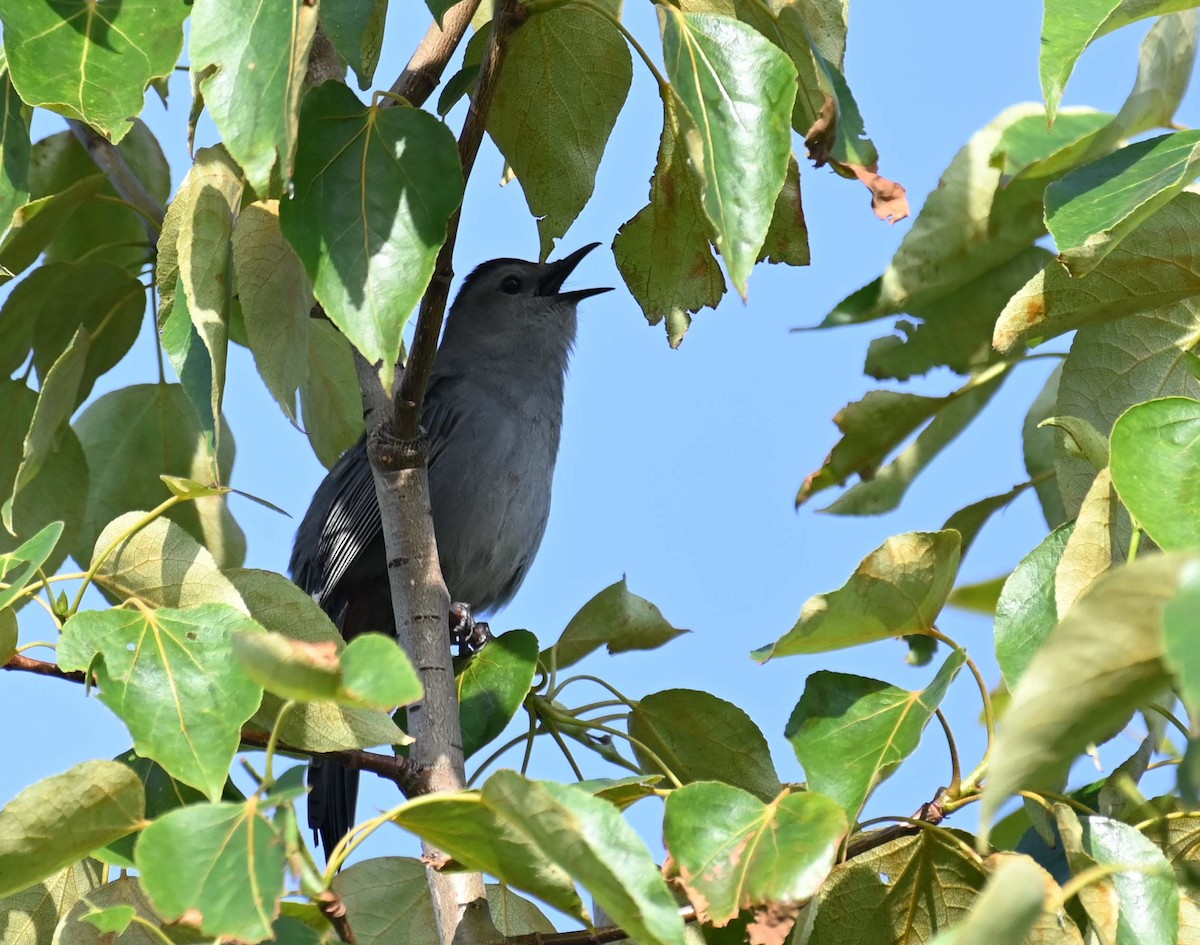 Gray Catbird - ML620632882